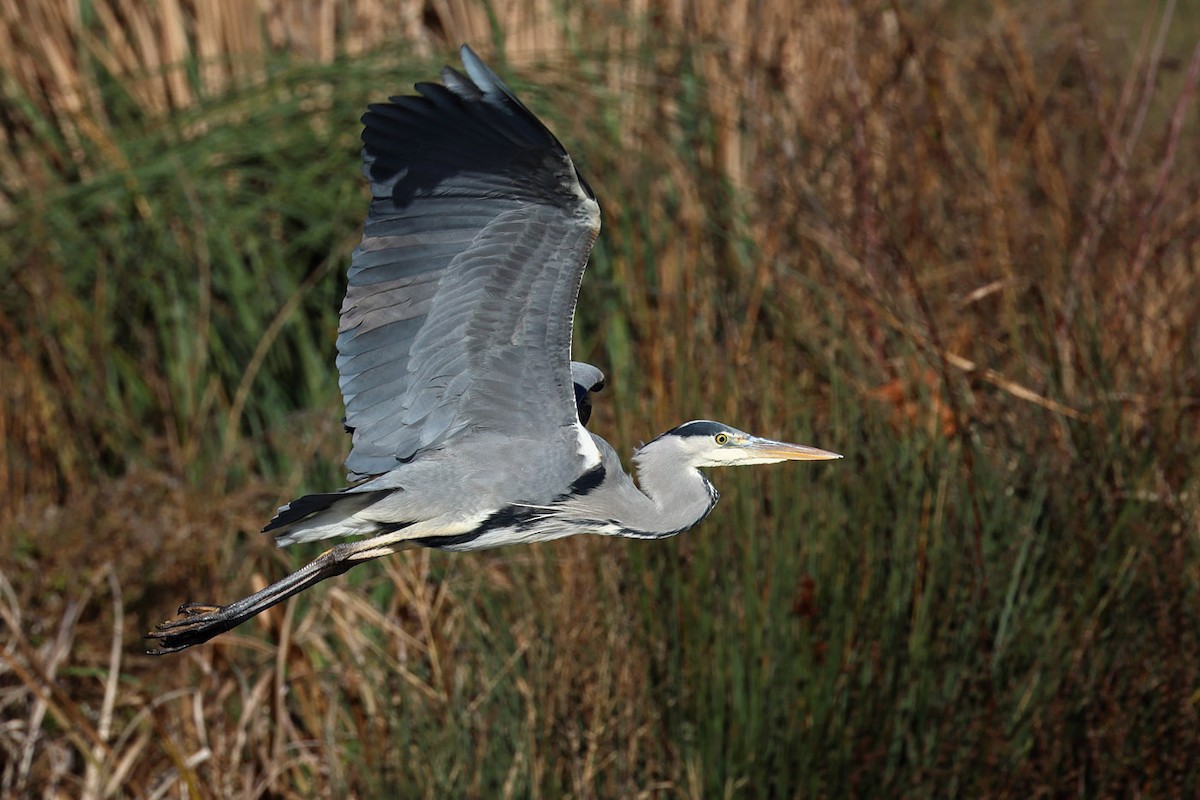 volavka popelavá - ML612483427