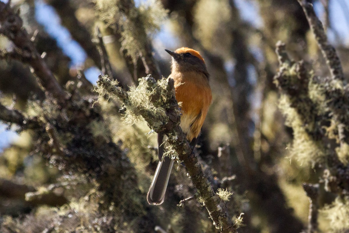 Rufous-browed Chat-Tyrant - Oswaldo Hernández Sánchez