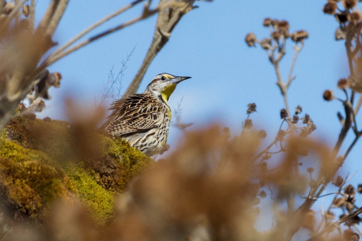 Eastern Meadowlark - ML612483475