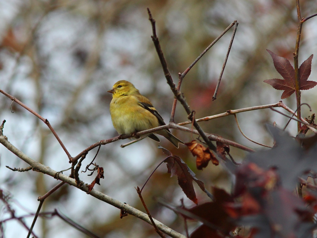 American Goldfinch - ML612483477