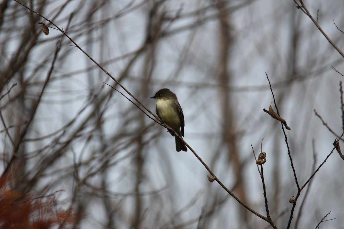 Eastern Phoebe - ML612483483