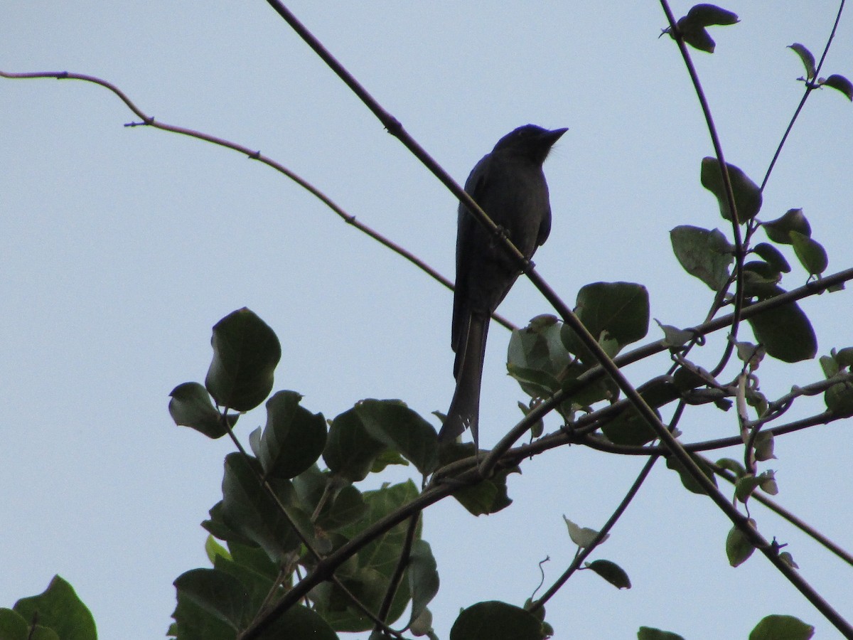 drongo sp. - ML612483508