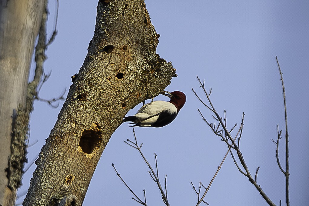 Red-headed Woodpecker - ML612483568
