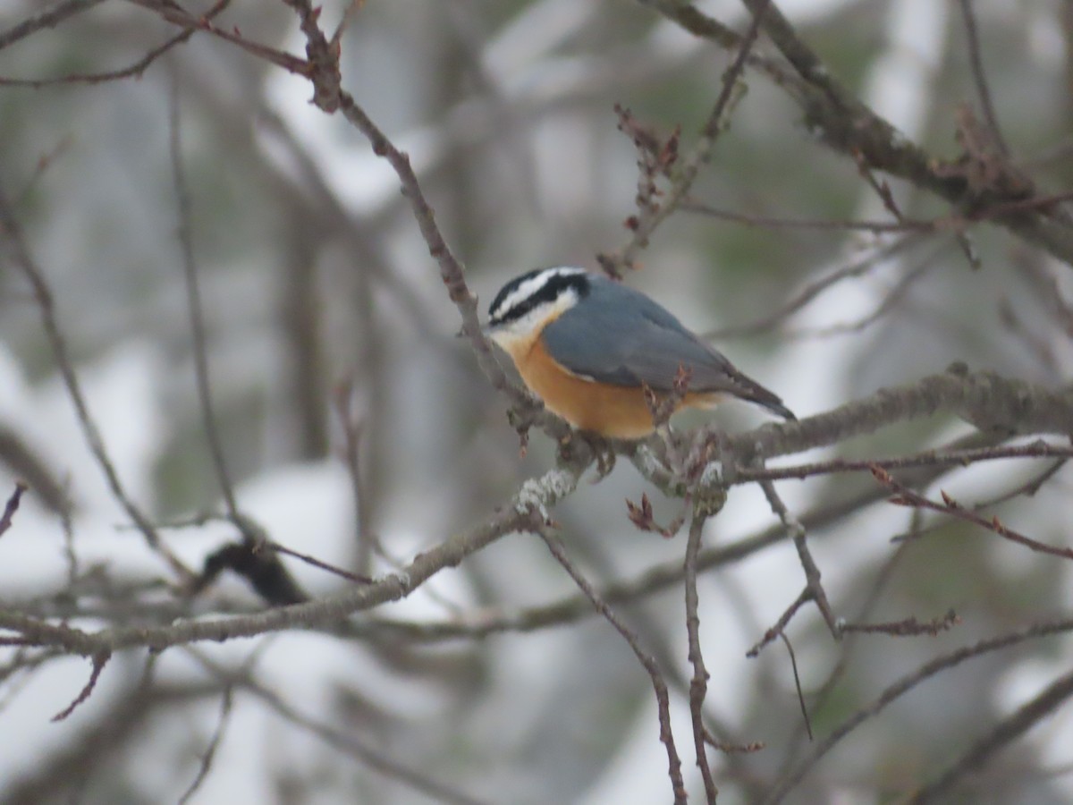 Red-breasted Nuthatch - S Richards