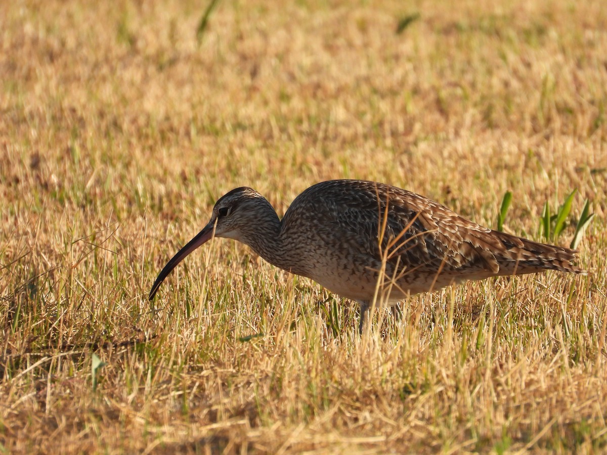 Whimbrel - ML612483634