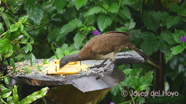 Ortalide à tête grise - ML612483753