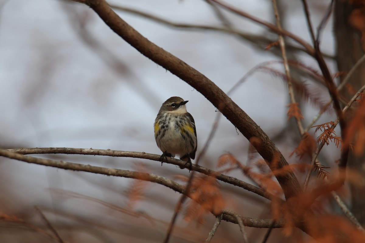 Yellow-rumped Warbler - ML612483869