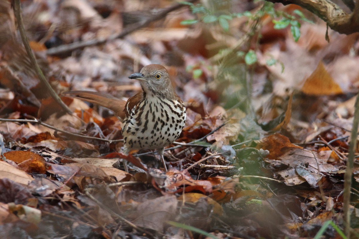 Brown Thrasher - Jack Bechtel