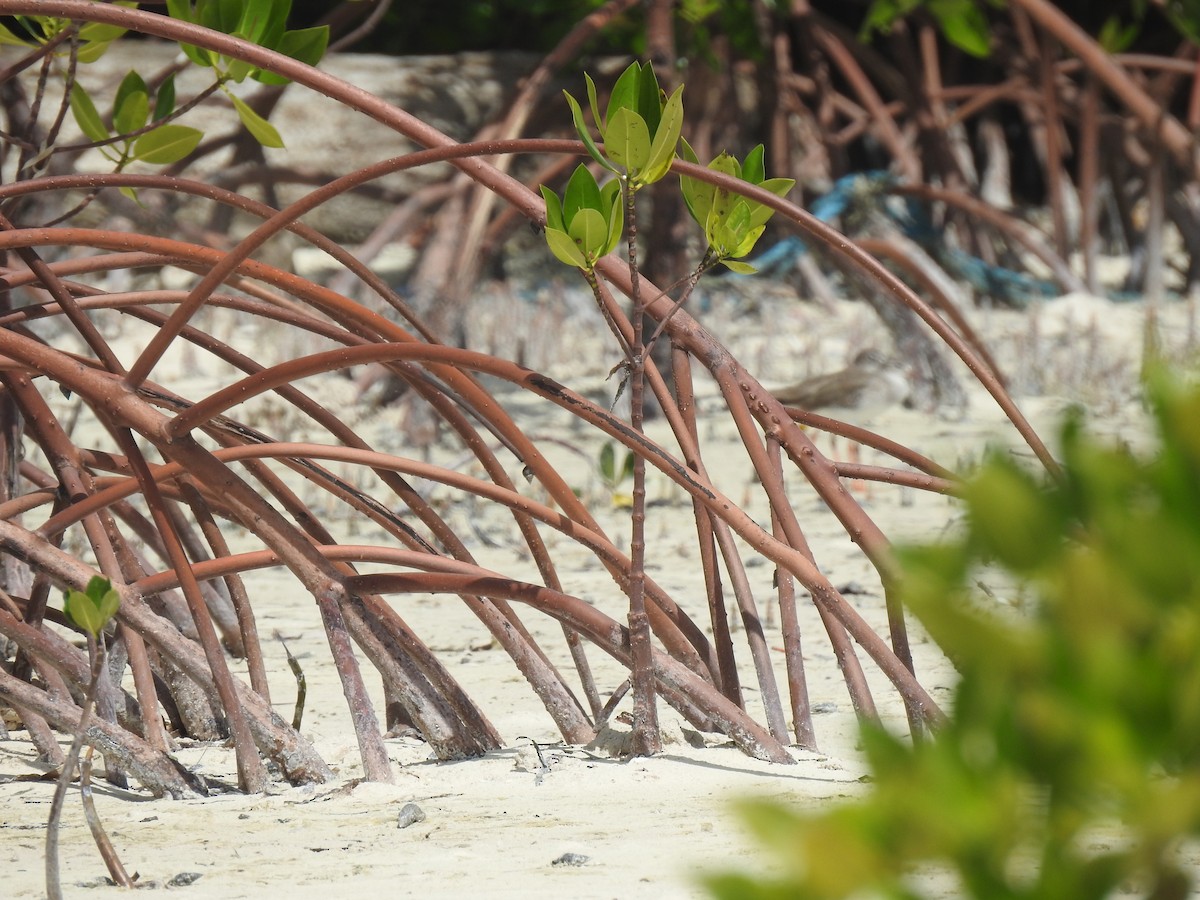 Common Redshank - Ann Kitalong