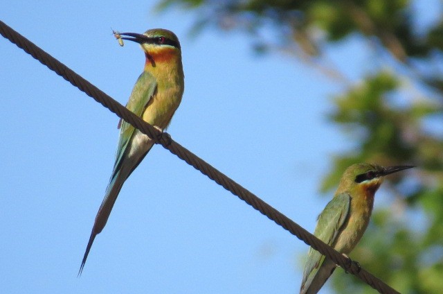 Blue-tailed Bee-eater - ML61248391