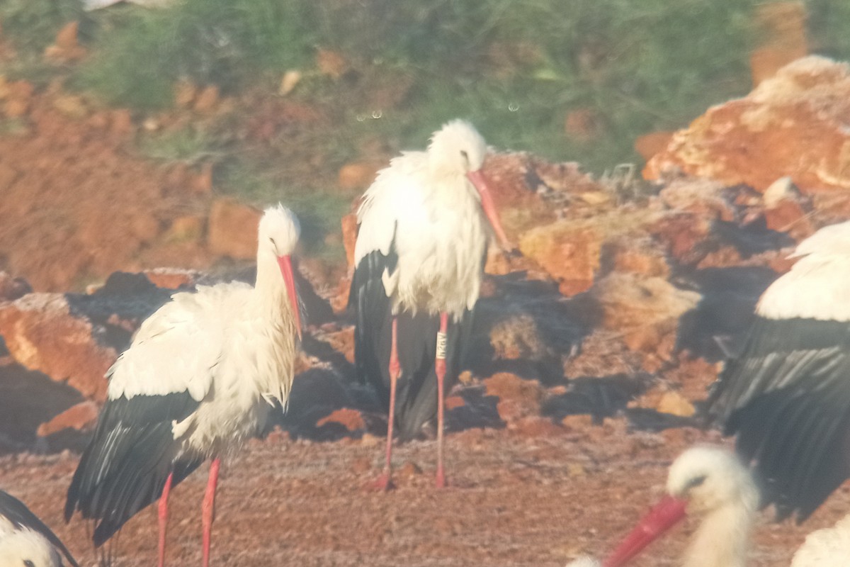 White Stork - ML612483913