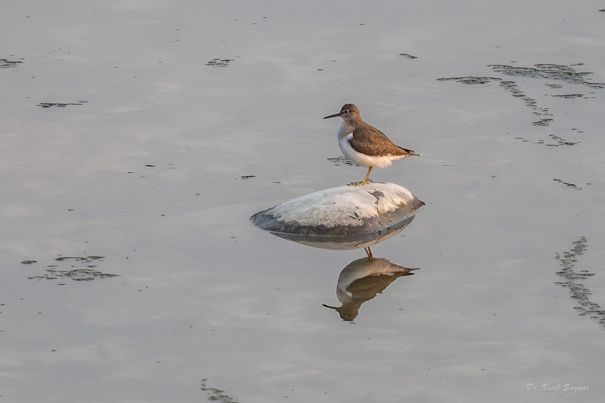 Common Sandpiper - ML612483930