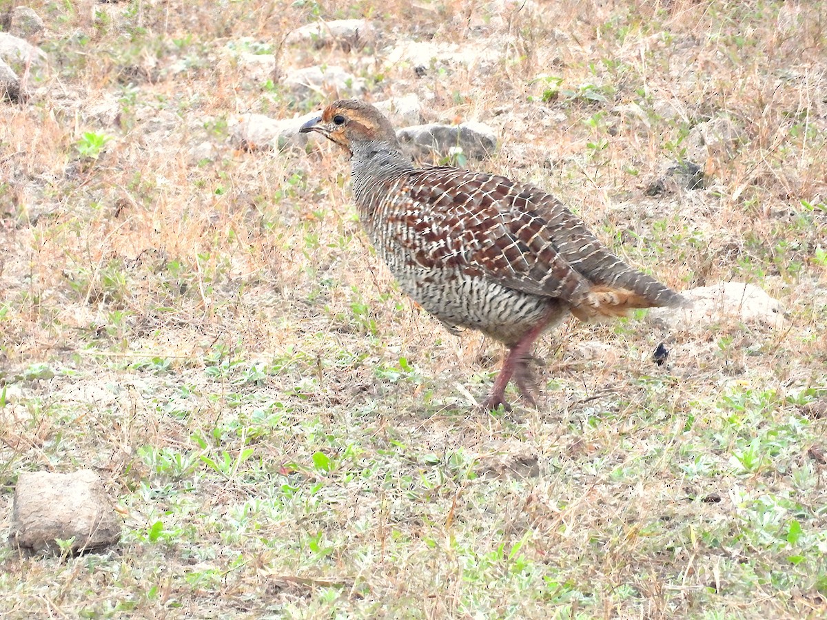 Gray Francolin - ML612483936