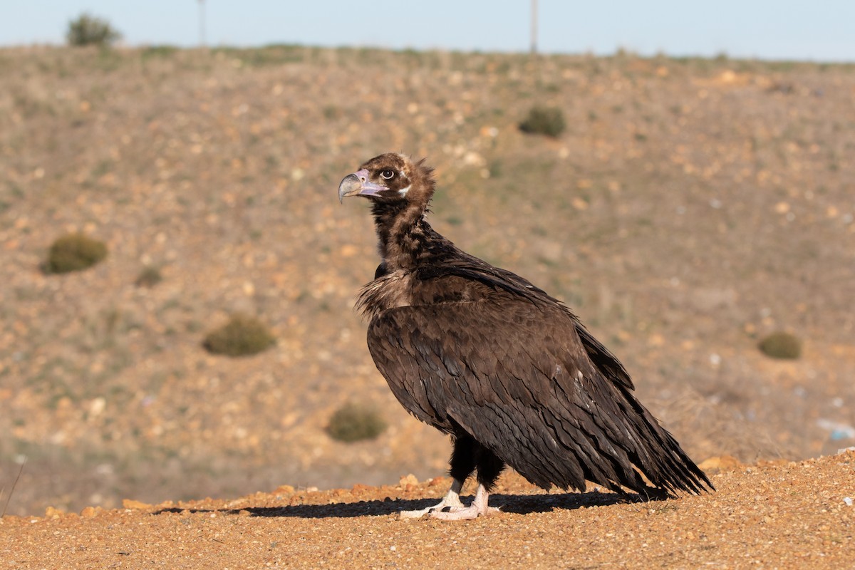 Cinereous Vulture - ML612484037