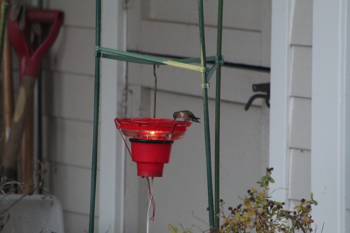 Rufous Hummingbird - ML612484044