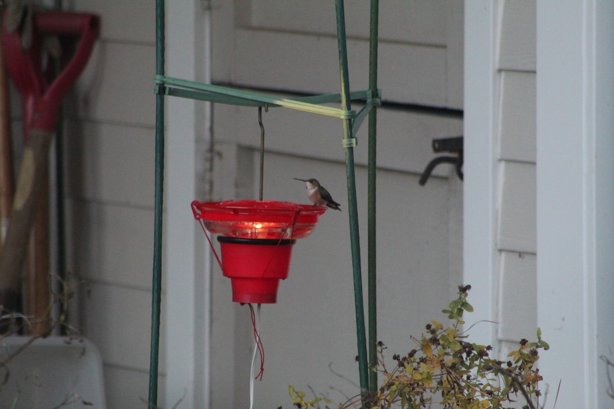 Rufous Hummingbird - ML612484045