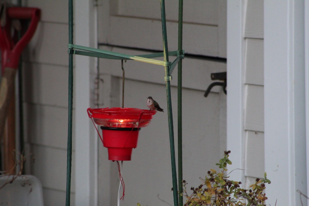 Rufous Hummingbird - ML612484046