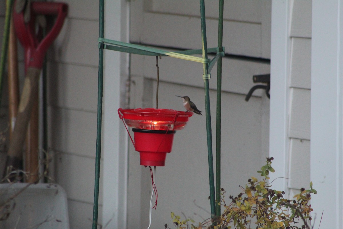 Rufous Hummingbird - ML612484047