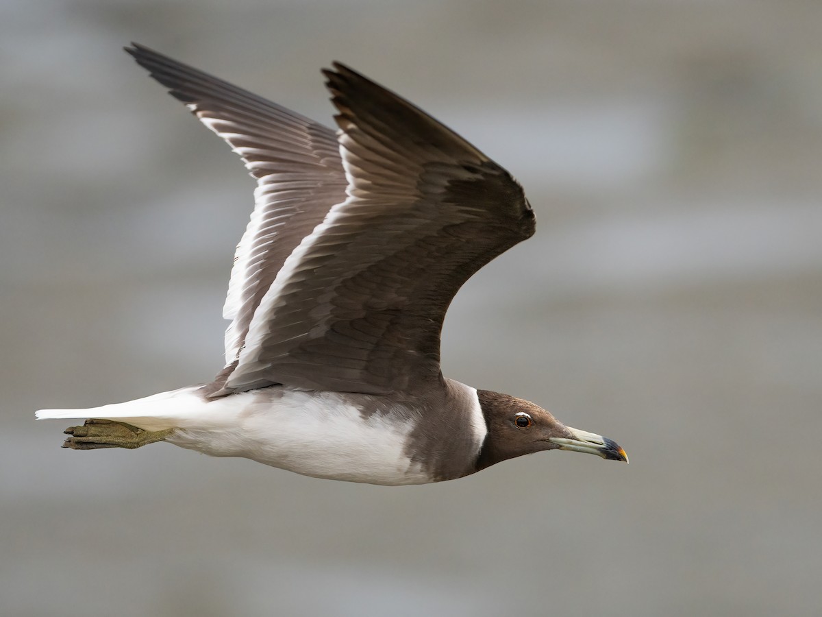 Gaviota Cejiblanca - ML612484111