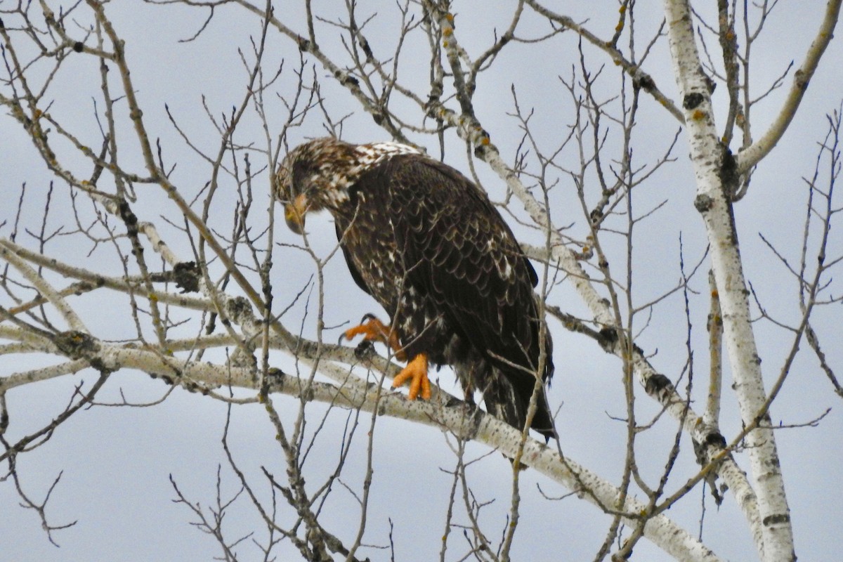 Weißkopf-Seeadler - ML612484117