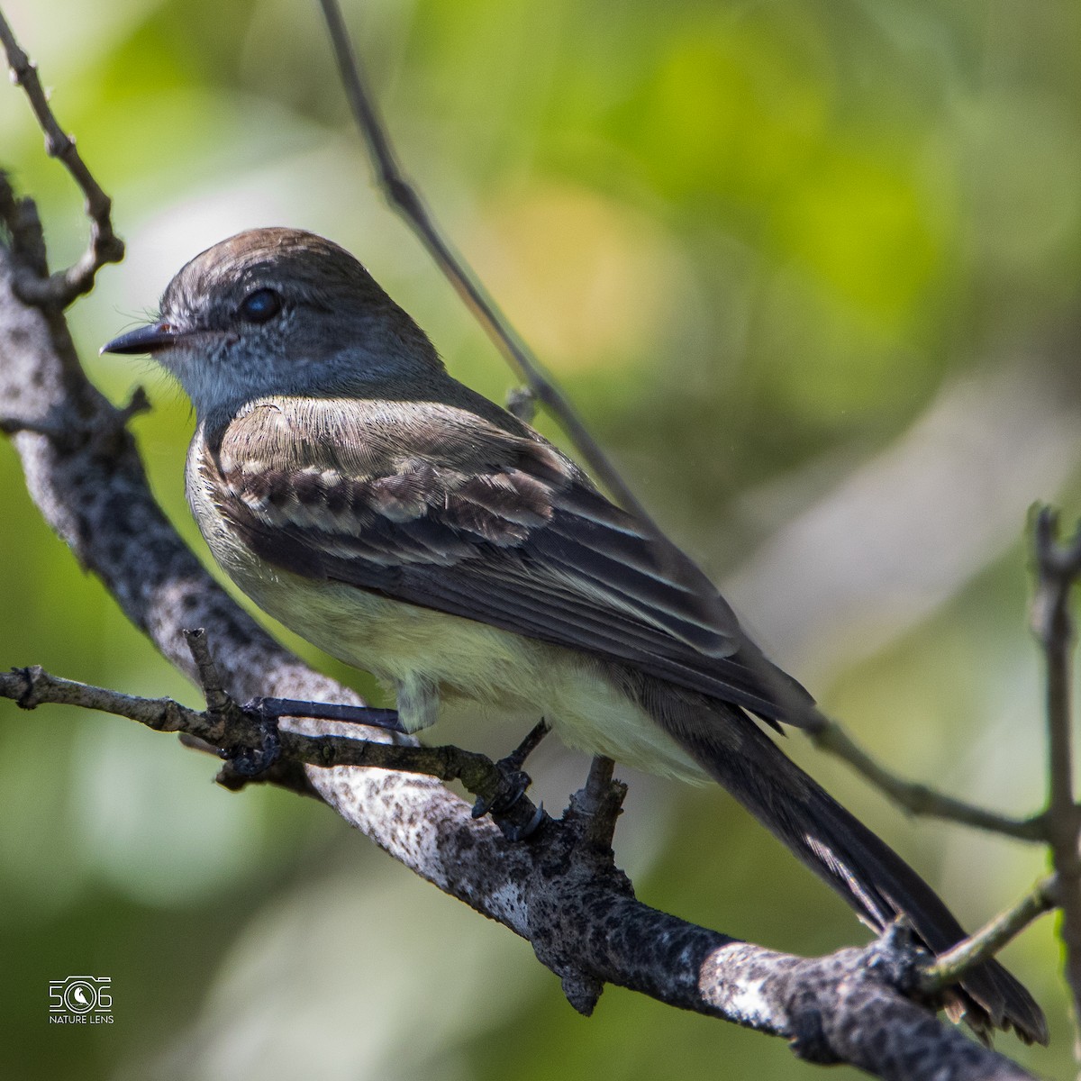 Northern Scrub-Flycatcher - ML612484145