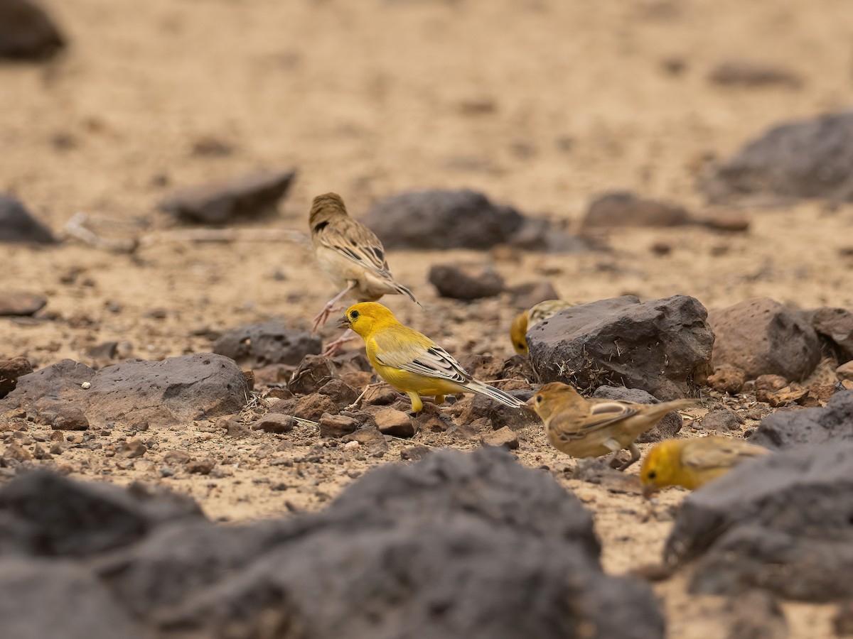 Arabian Golden Sparrow - ML612484149