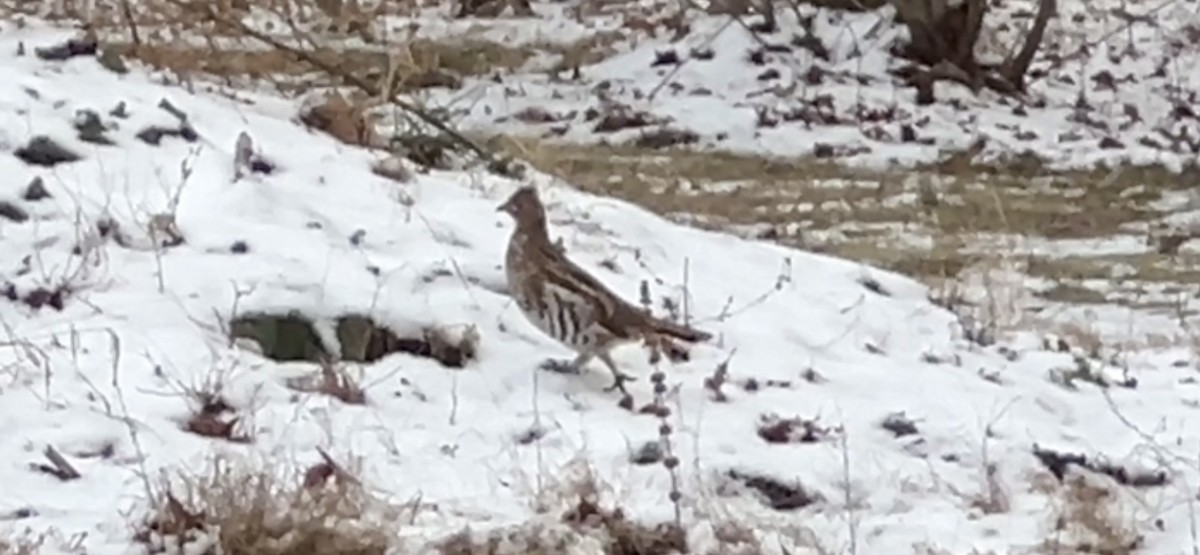 Ruffed Grouse - Kristi Kusek