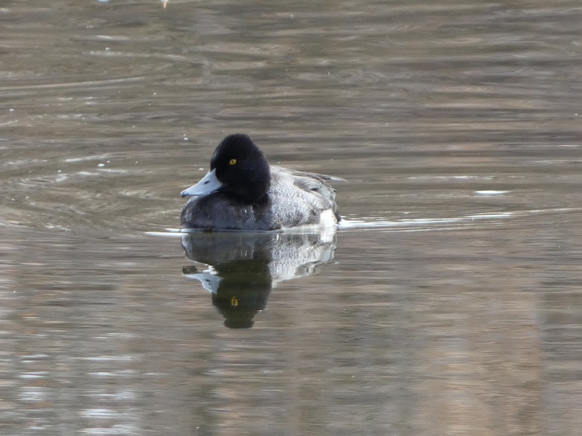 Lesser Scaup - ML612484191