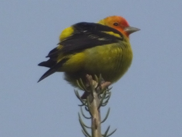 Western Tanager - ML612484207