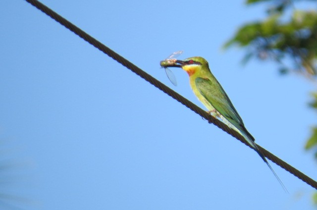 Blue-tailed Bee-eater - ML61248421