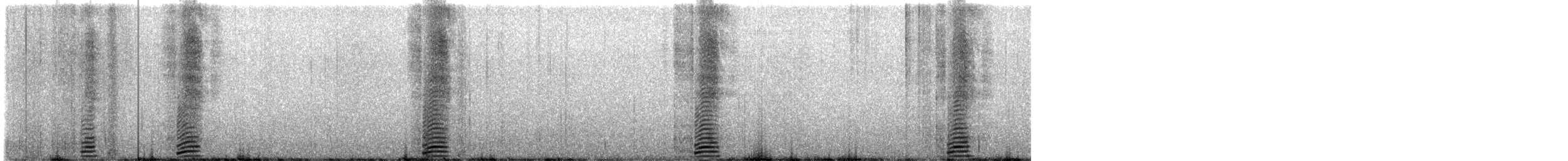 tučňák magellanský - ML612484234