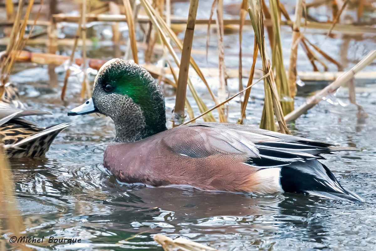 American Wigeon - ML612484294