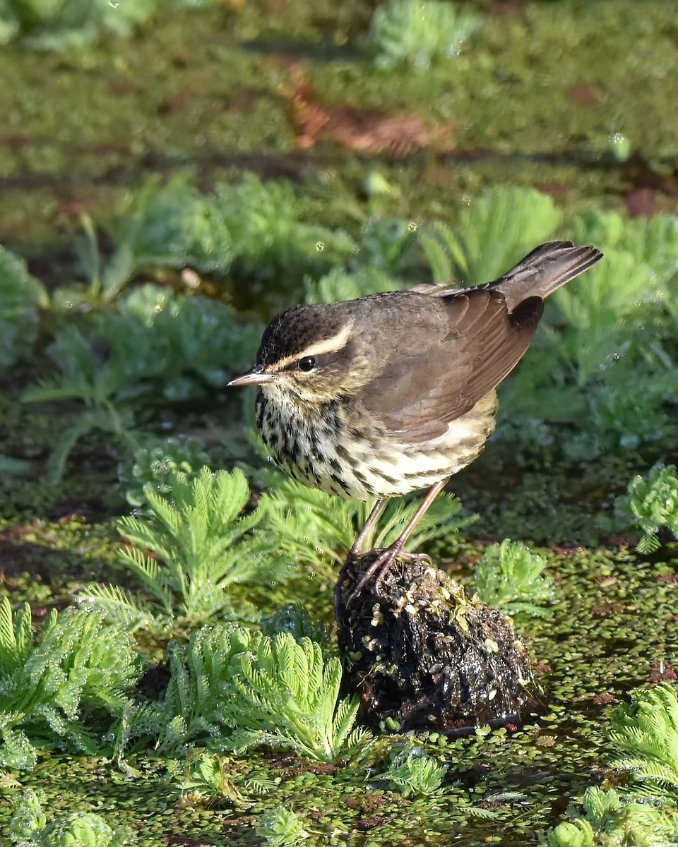 Northern Waterthrush - ML612484302