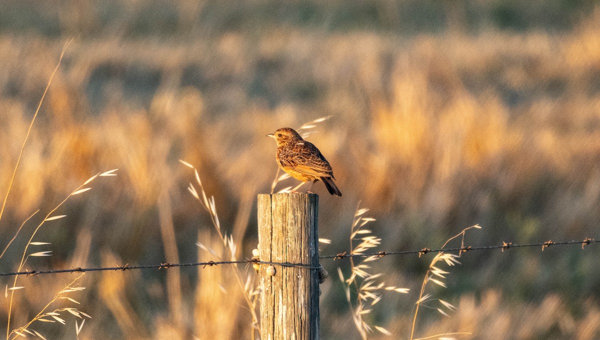 Cape Clapper Lark (Agulhas) - ML612484349