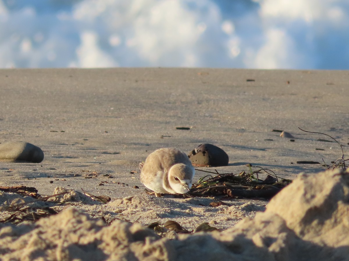 Snowy Plover - ML612484469