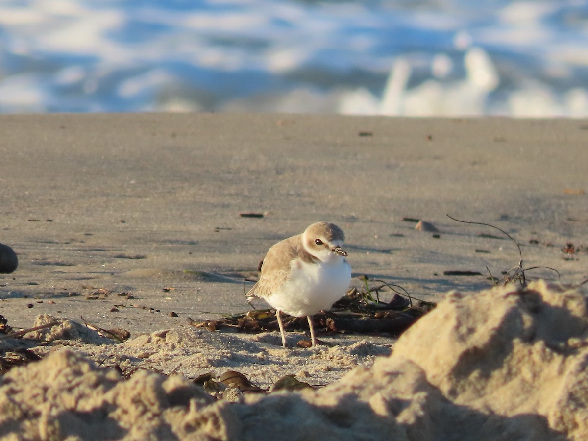 Snowy Plover - ML612484470