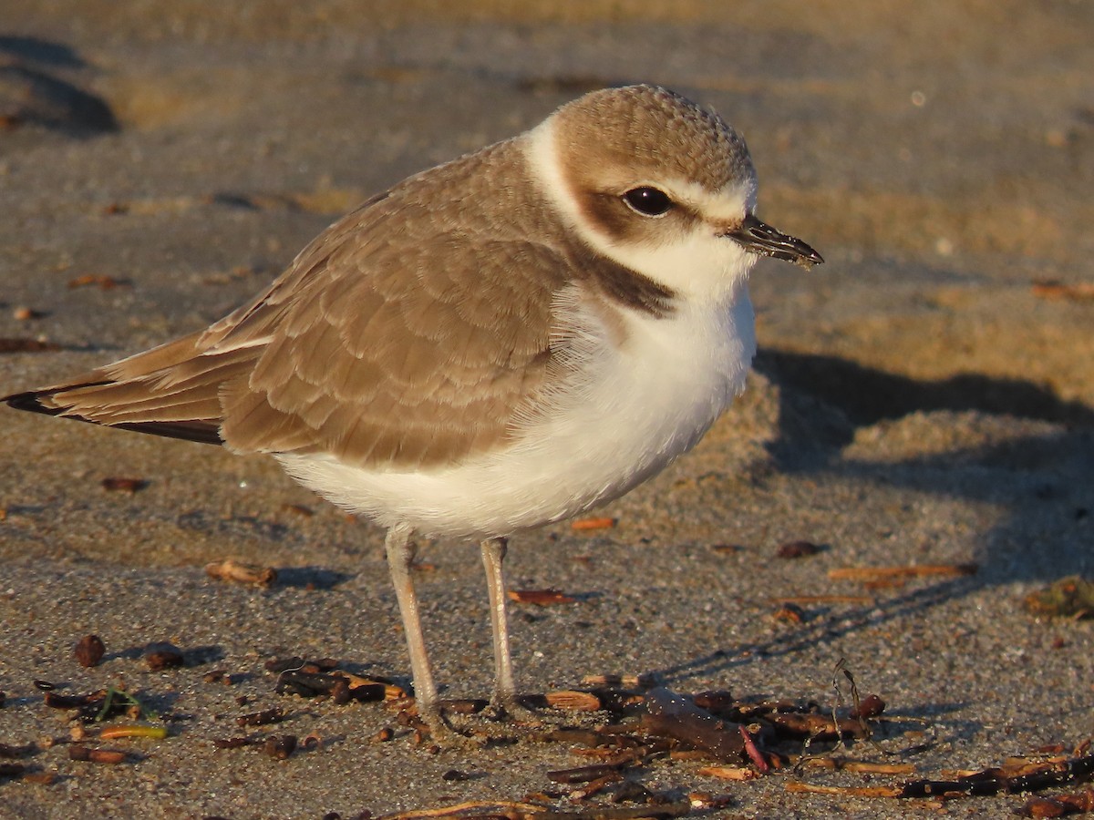 Snowy Plover - ML612484472