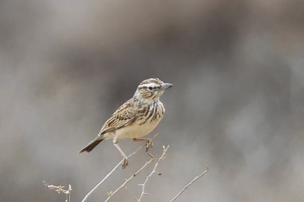 Sabota Lark (Bradfield's) - Audrey Whitlock