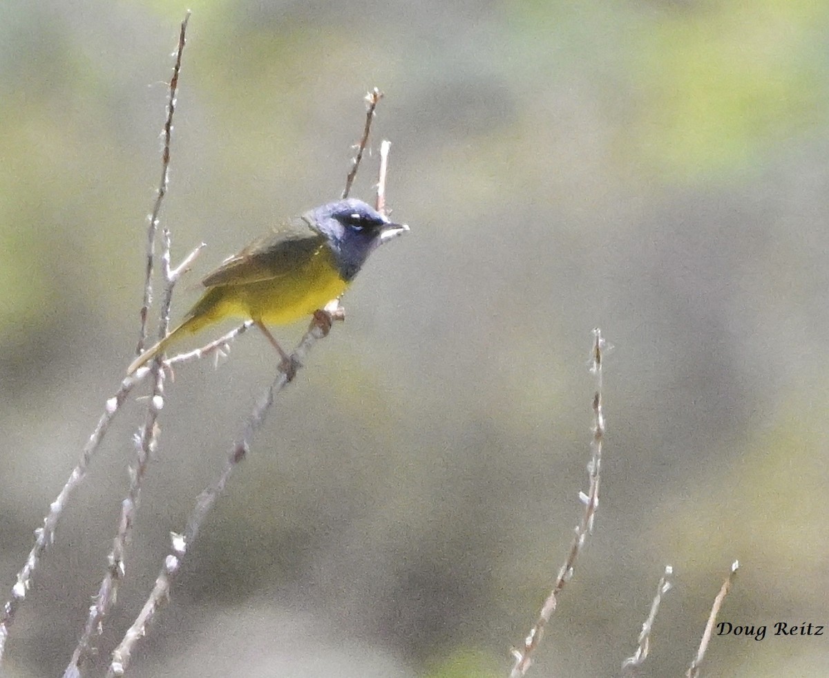 MacGillivray's Warbler - ML612484549