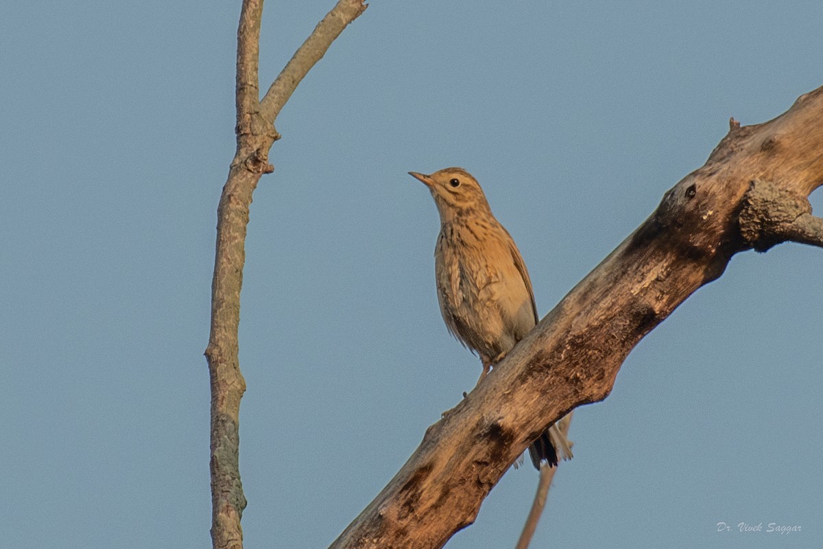 Blyth's Pipit - ML612484575