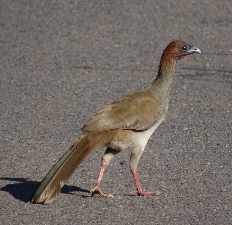 Variable Chachalaca - ML612484615