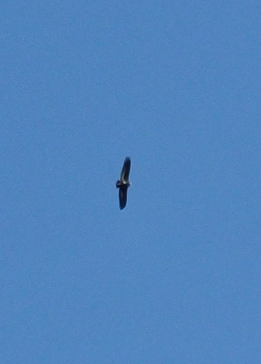 Red-headed Vulture - ML612484653