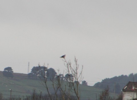 Black-winged Kite - Arcadi Atxa