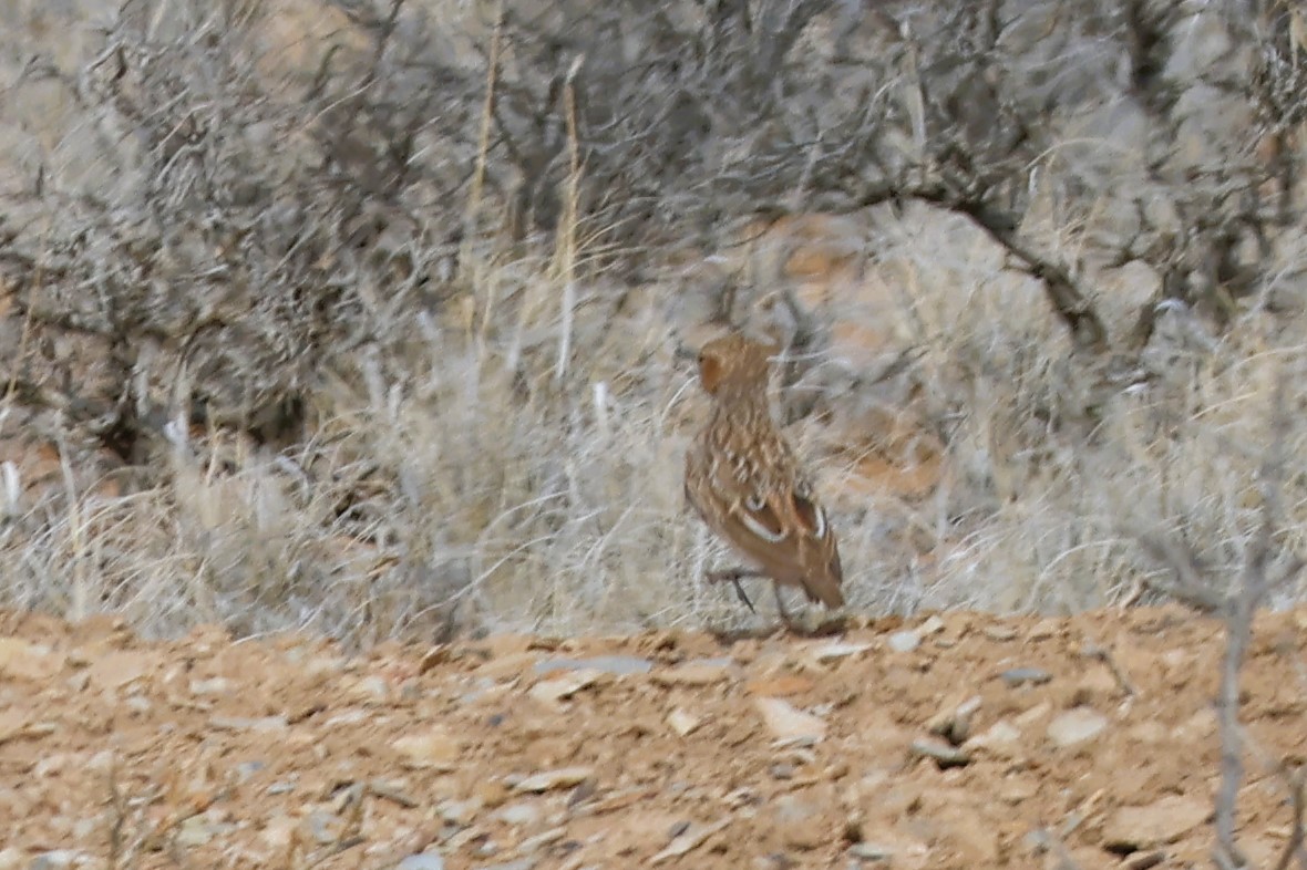 Spike-heeled Lark (Spike-heeled) - Audrey Whitlock