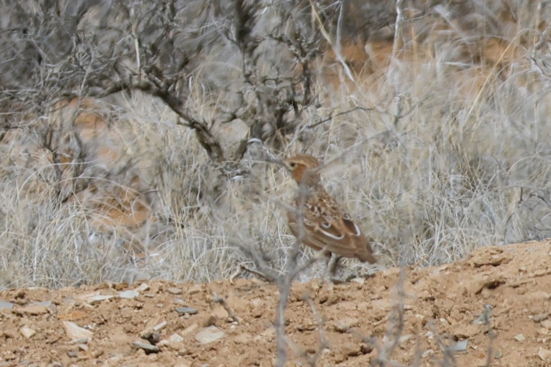 Spike-heeled Lark (Spike-heeled) - Audrey Whitlock