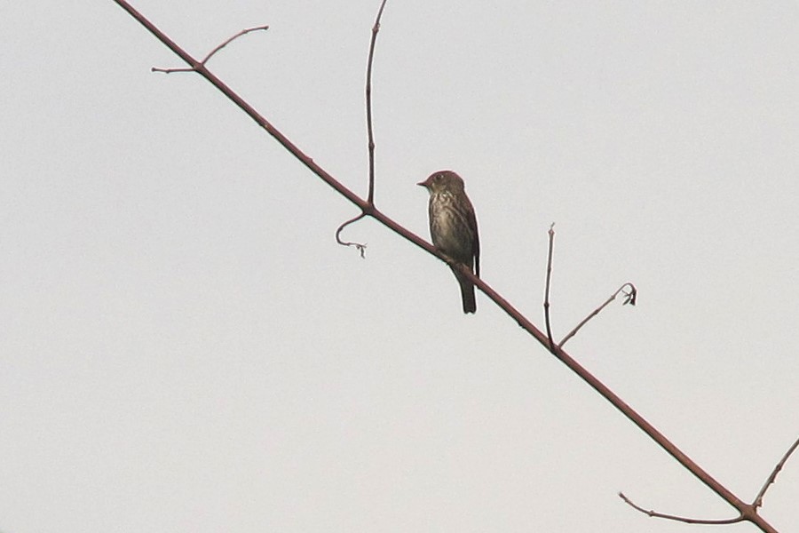 Dark-sided Flycatcher - ML612484734