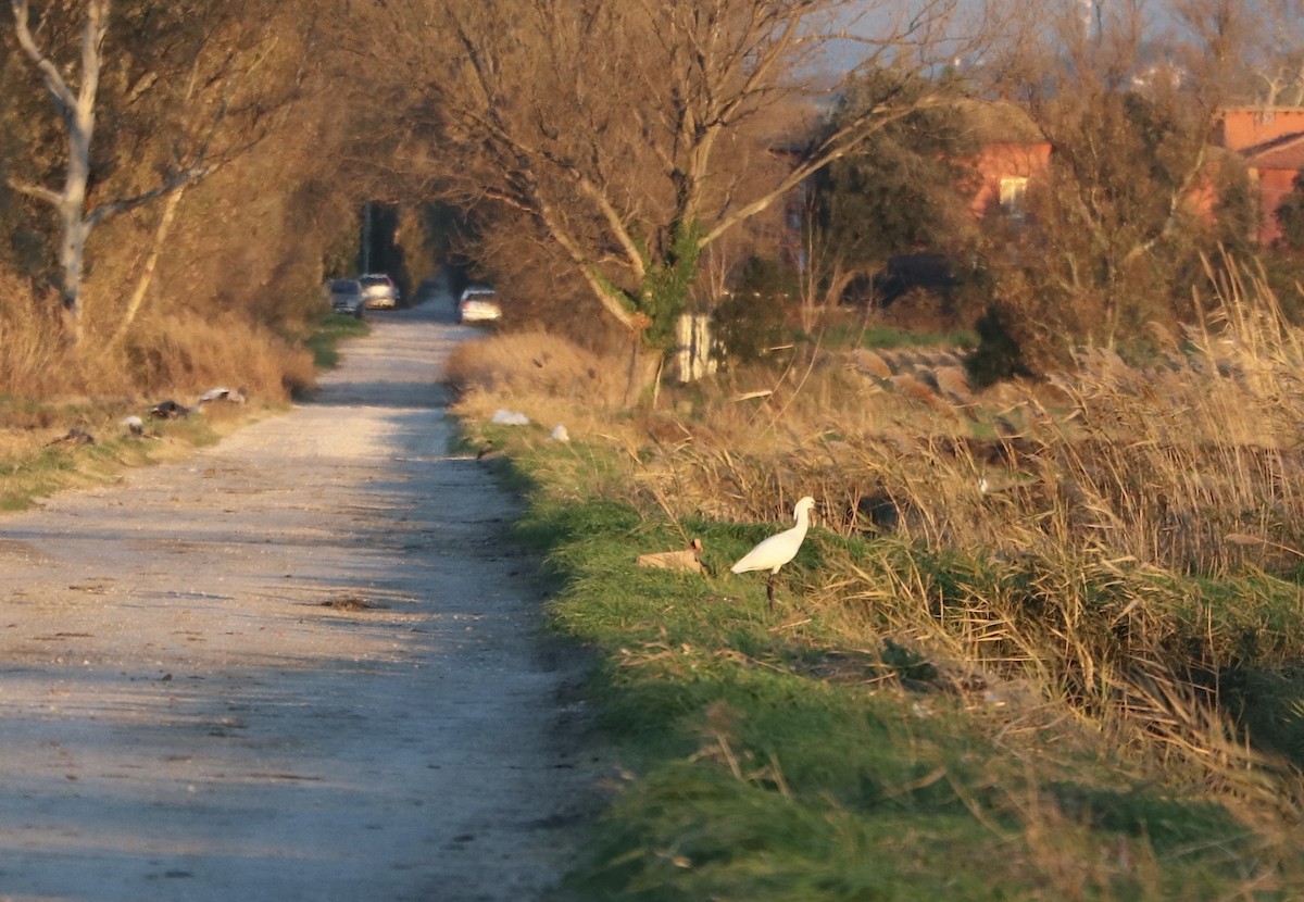 Халбаган хошуут - ML612484743