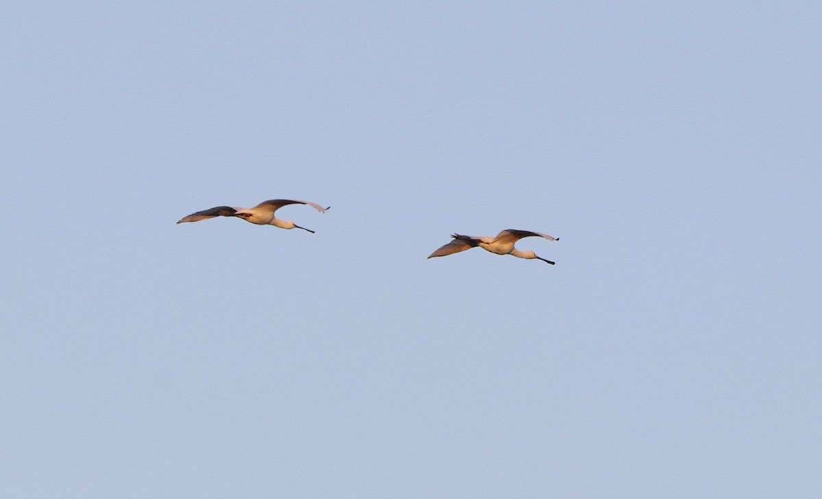 Халбаган хошуут - ML612484751