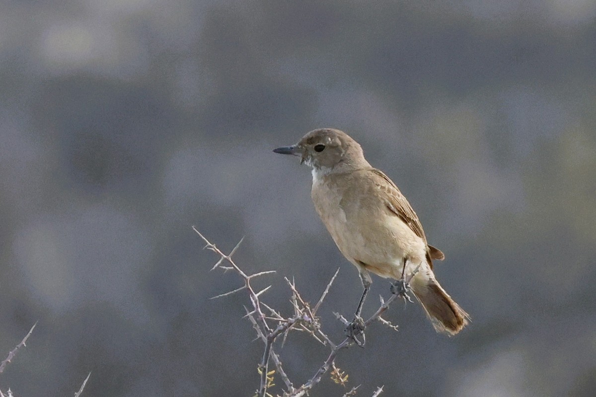 Chat Flycatcher - ML612484787