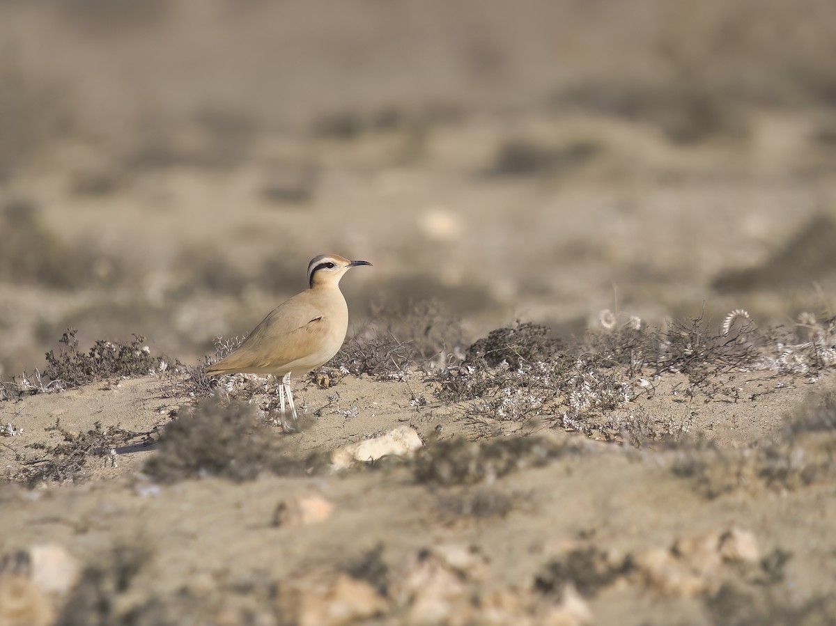 Cream-colored Courser - ML612484873